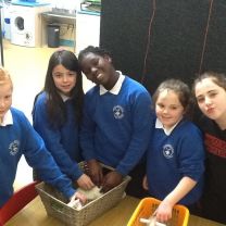 P6 Got a lovely treat when Mrs Loughran brought in her little bunnies