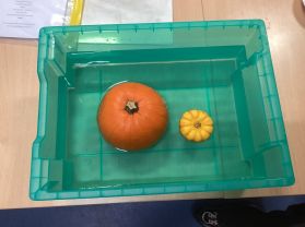 P4 Pumpkin Investigation.