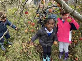 Picking apples. 