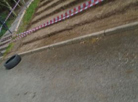 Our Big Bear Woods and Bear Woods